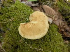 Polyporus fagicola thumbnail 4