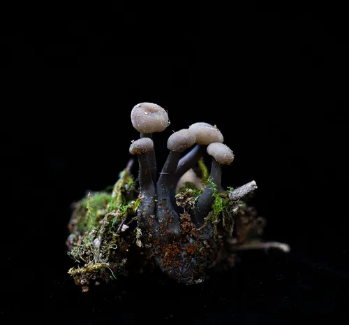 Cudonia grisea