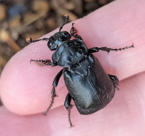 Black Burying Beetle