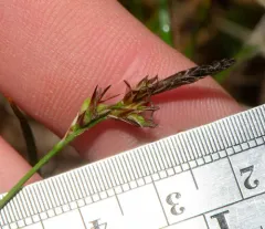 Blue Ridge sedge thumbnail 2