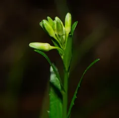 Green Rockcress thumbnail 4