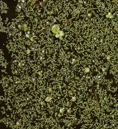 Dotted Watermeal thumbnail 4