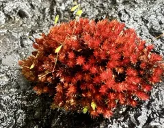 Glossy Red Bryum Moss thumbnail 4