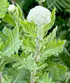 Fern-leaf Yarrow thumbnail 3