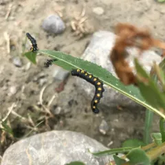 Willow Sawfly thumbnail 2