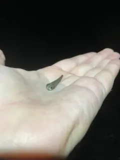 Cistenides granulata thumbnail 3
