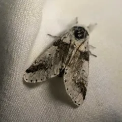 Zigzag Furcula Moth thumbnail 3