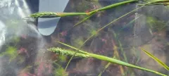 Pacific foxtail thumbnail 2