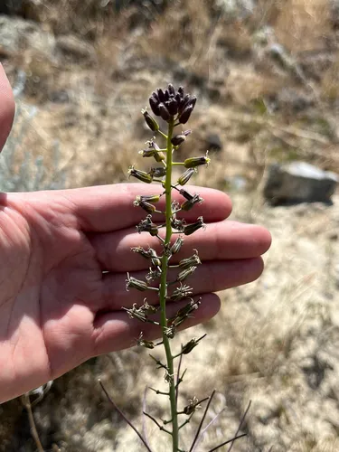 hairy wild cabbage