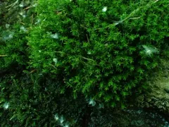 yellowish fork-moss thumbnail 2