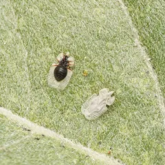 Corythucha immaculata thumbnail 4
