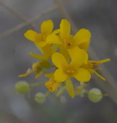 Douglas' Bladderpod thumbnail 4