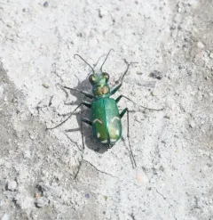 Badlands Tiger Beetle thumbnail 2
