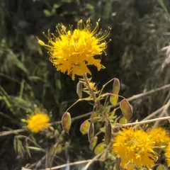 golden beeplant thumbnail 2