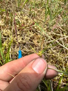 short-stemmed sedge thumbnail 4