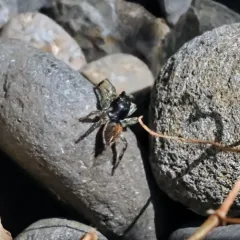 Habronattus ophrys thumbnail 4