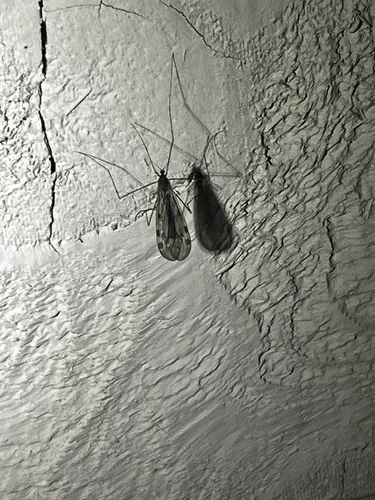 Limonia maculicosta