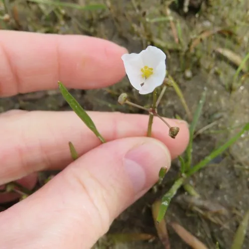 Grass-leaved Arrowhead