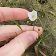 Grass-leaved Arrowhead thumbnail 1