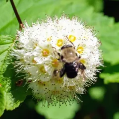 Brown-haltered Bee-mimic Fly thumbnail 4