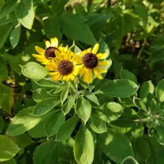 sweet black-eyed Susan thumbnail 2