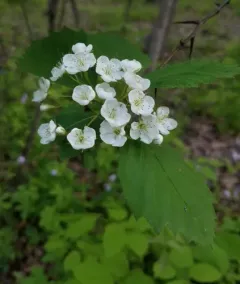 fleshy hawthorn thumbnail 4