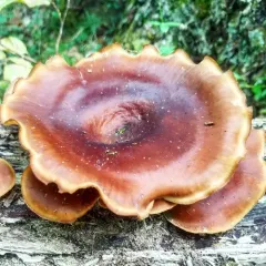 Bay Polypore thumbnail 3