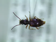 Bembidion pedicellatum thumbnail 3