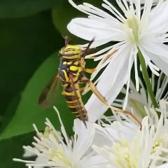 Eastern Hornet Fly thumbnail 4