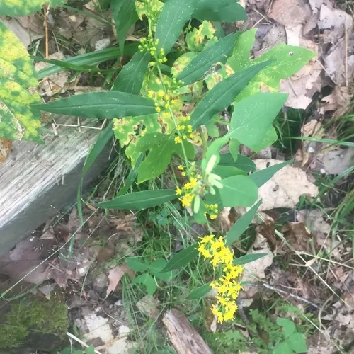bluestem goldenrod