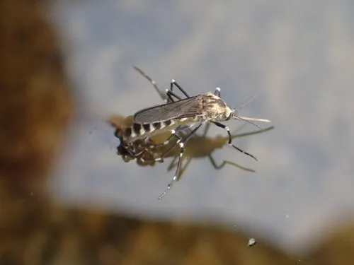 American rock pool mosquito