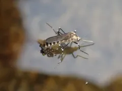 American rock pool mosquito thumbnail 1