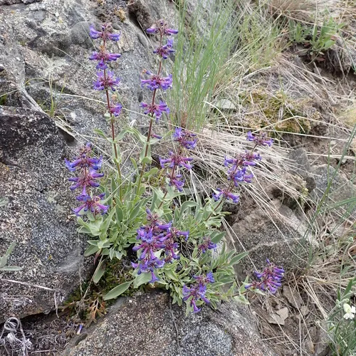 Chelan Penstemon