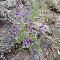 Chelan Penstemon thumbnail 1