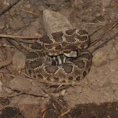 Western Rattlesnake thumbnail 1