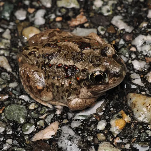 Great Basin Spadefoot