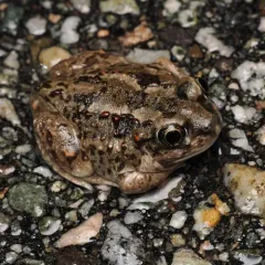 Great Basin Spadefoot thumbnail 1