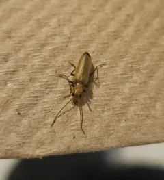 Wharf Borer thumbnail 4