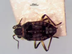 Microvelia pulchella thumbnail 4