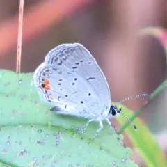 Eastern Tailed-Blue thumbnail 4