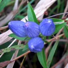 closed bottle gentian thumbnail 2