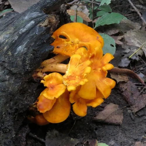 Eastern American jack-o'-lantern