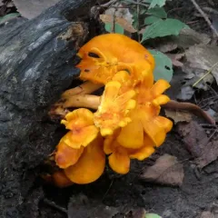Eastern American jack-o'-lantern thumbnail 1