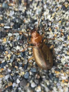 Nebria diversa thumbnail 3