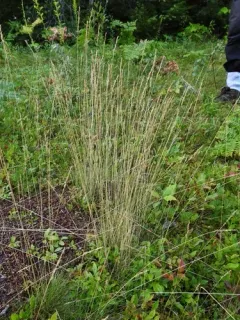 Fine-leaved Sheep's-fescue thumbnail 4
