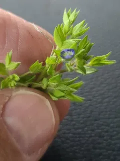 Veronica argute-serrata thumbnail 2