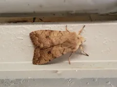 Battered Sallow thumbnail 2