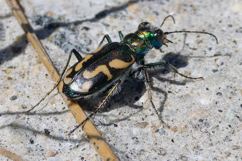 Dark Saltflat Tiger Beetle