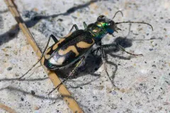 Dark Saltflat Tiger Beetle thumbnail 1