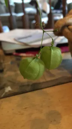 Lesser Balloon Vine thumbnail 2